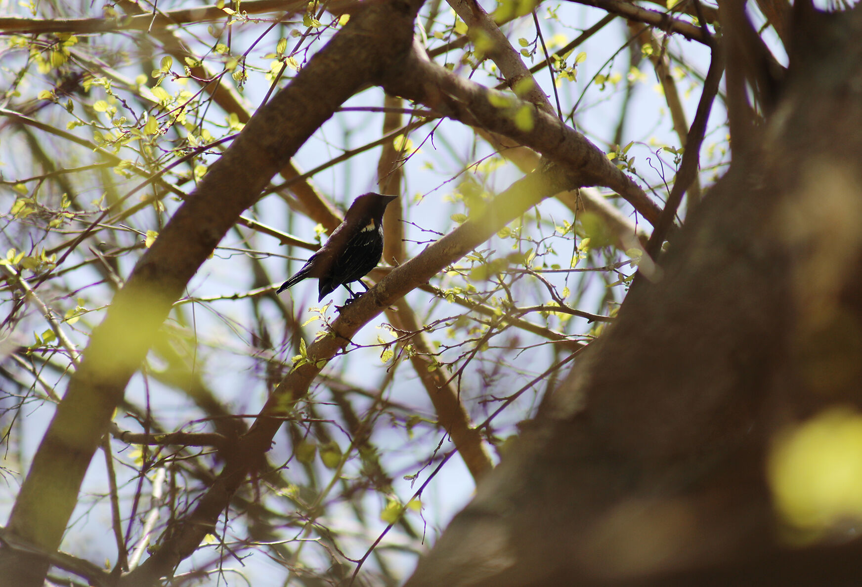 A red-winged blackbird sits in a tree